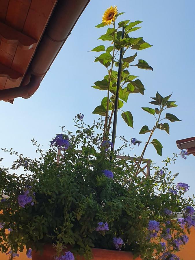 "La Terrazza Di Castiglione" Appartamenti Vacanza Castiglione della Pescaia Exteriör bild